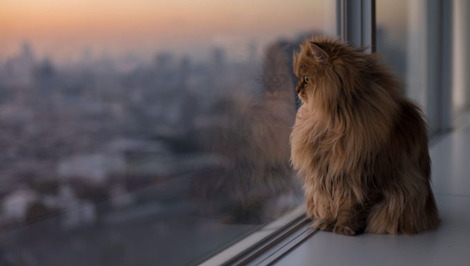cat looks out the window