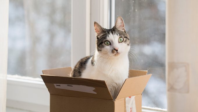 cat in a box near window