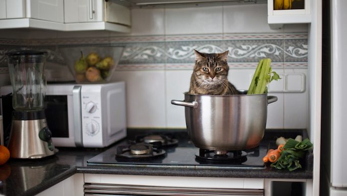 cat in pot on stove
