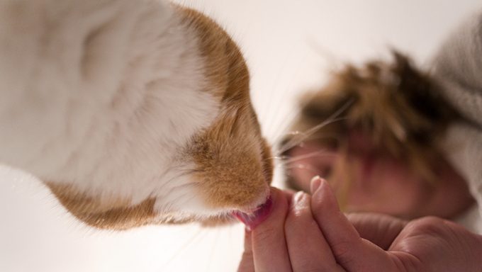 cat getting treat