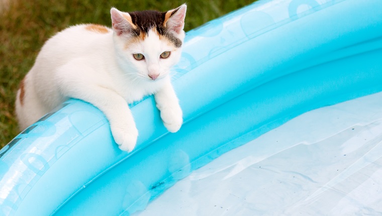 Cat Facts: 4 Surprising Facts About Cats And Their Weird Relationship With  Water - CatTime