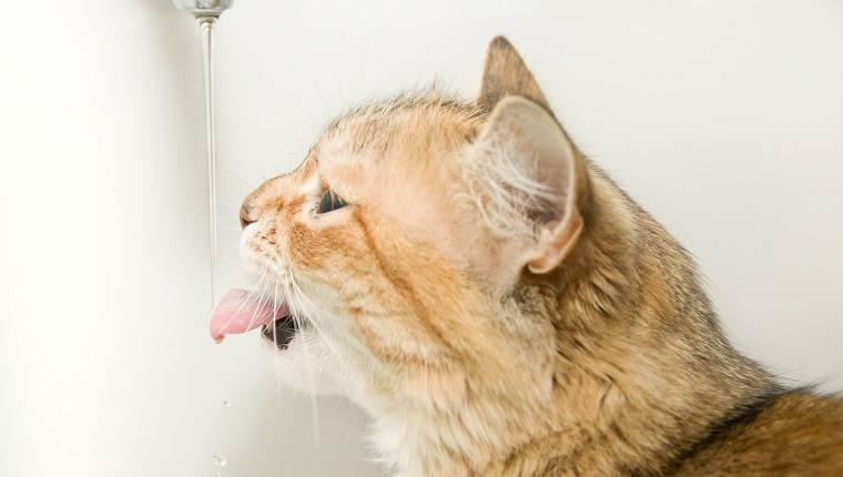 Big red and white cat drinking water