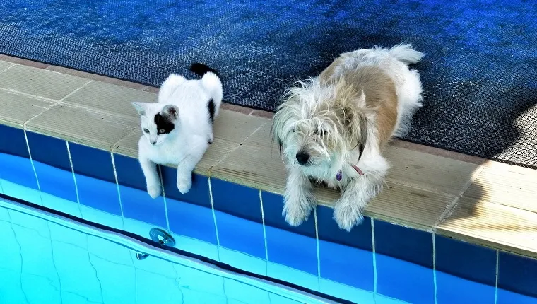 High Angle View Of Dog And Cat Sitting At Poolside