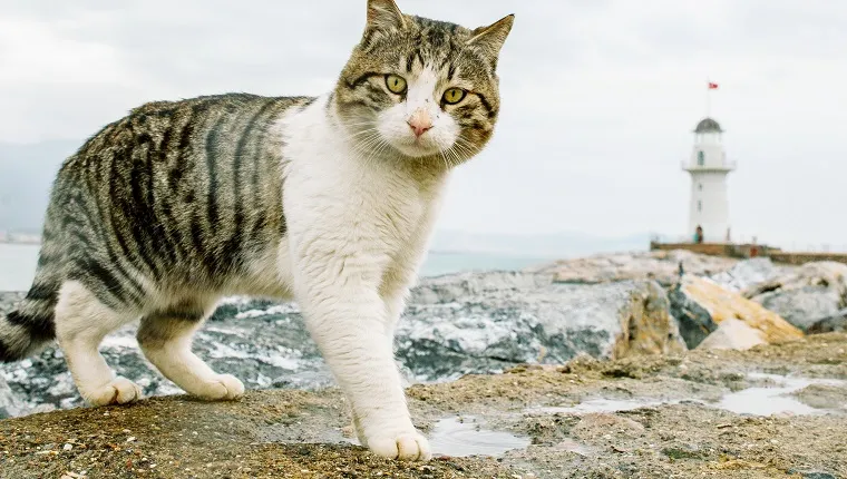 Portrait Of Cat Standing On Rock Against Cloudy Sky