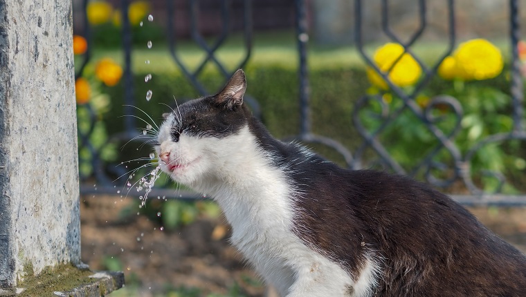 cat drinking water from the fountain
