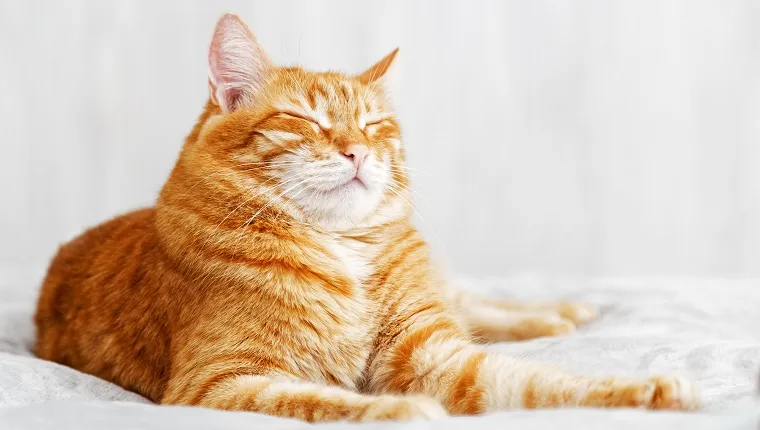 A ginger cat lays on the bed and sleeps with closed eyes and pulling out the front paws. Shallow focus and grey blurred background.
