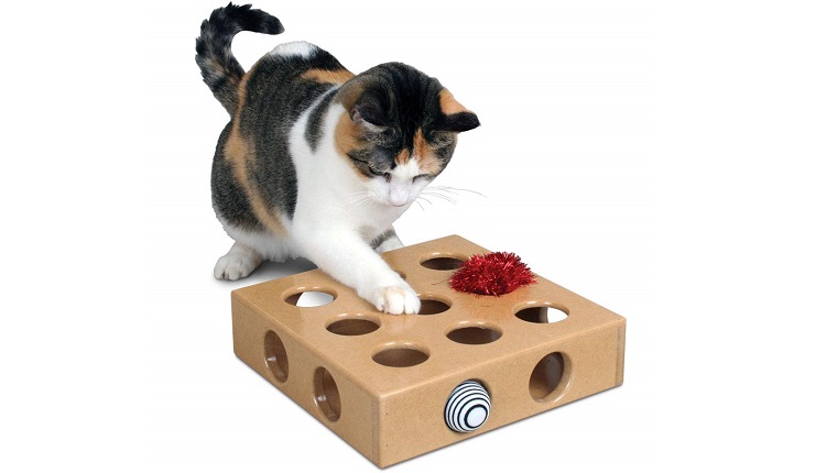 cat with puzzle toy