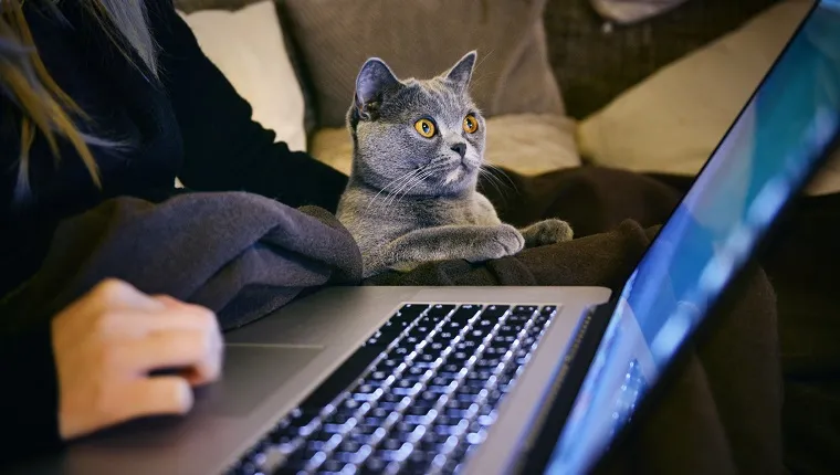 Close-Up Of Surprised Cat Looking At Laptop Screen