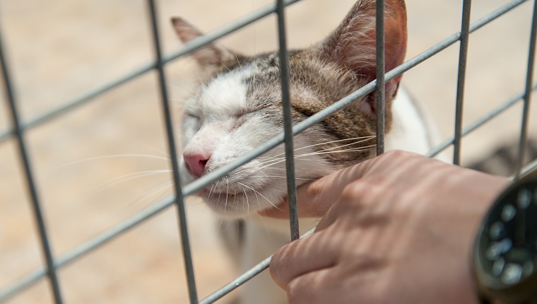 A series of very loving cats awaiting adoption at animal shelters in Singapore. Do take a look at my portfolio, there are animal shelter photos of dogs as well