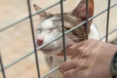 A series of very loving cats awaiting adoption at animal shelters in Singapore. Do take a look at my portfolio, there are animal shelter photos of dogs as well