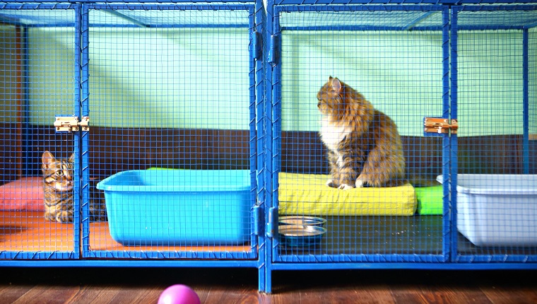 Two brown domestic cats resting in cages at cat shelter. This is actually cat sitter mansion where these cats stay while their owner are on vacation. Cats have all the privileges as that do at home.