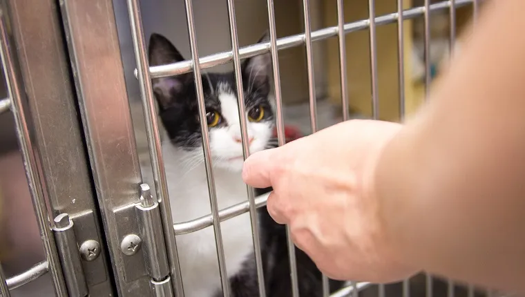 A kitten inside a cage in the animal shelter.