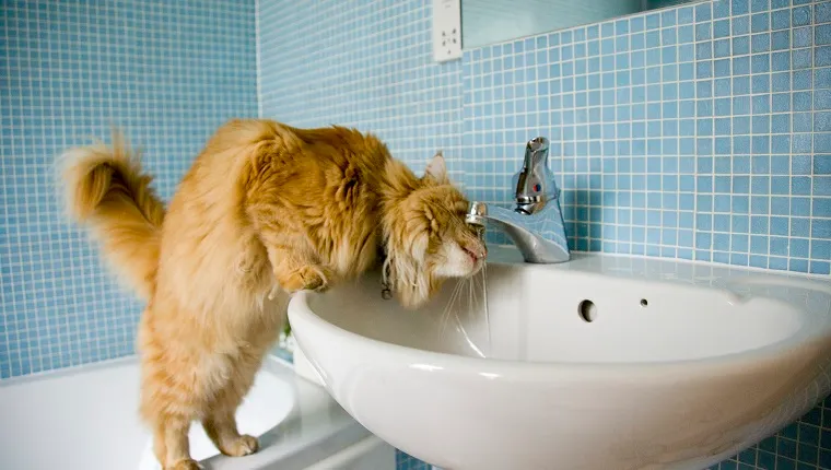 Cat drinking water from washbasin tap in bathroom