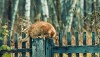 Red cat on a fence