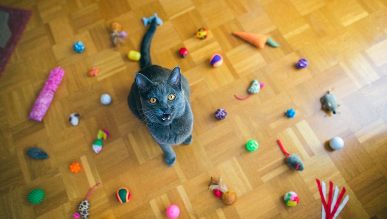 Beautiful Chartreux cat sitting among the group of cat toys on the floor, toys making circle, mouth open