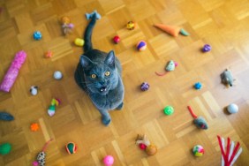 Beautiful Chartreux cat sitting among the group of cat toys on the floor, toys making circle, mouth open