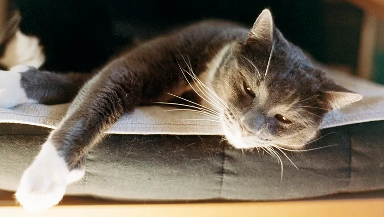 Cat lying in sunlight