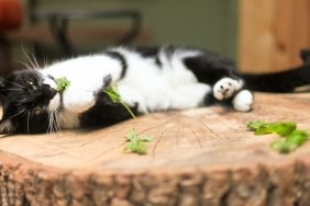 Black and white cat laying down on a tree stump with fresh catnip. Taken in natural light.
