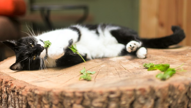 Black and white cat laying down on a tree stump with fresh catnip. Taken in natural light.