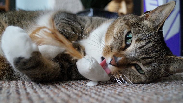 Brown and white tabby cat playing with a toy mouse