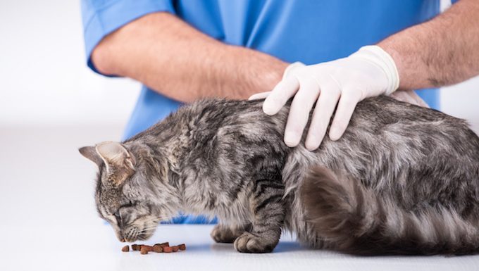 vet with cat eating treats