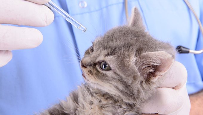 cat getting eye drops from vet