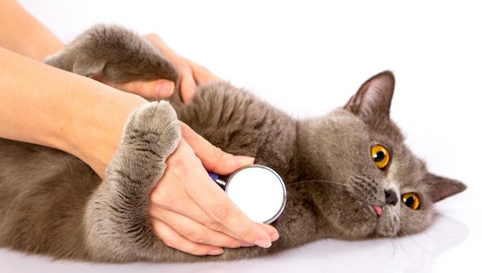 cat with vets stethoscope