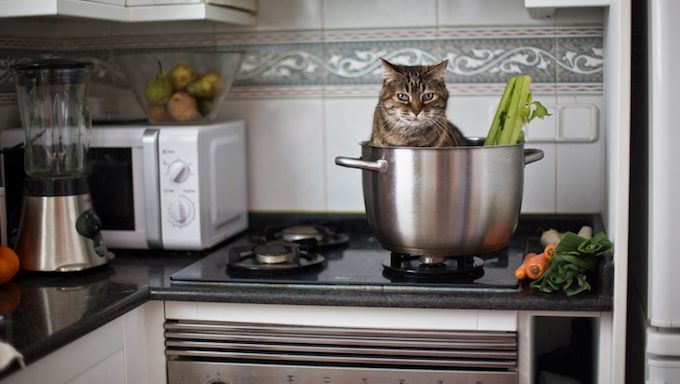 cat in pot on kitchen stove