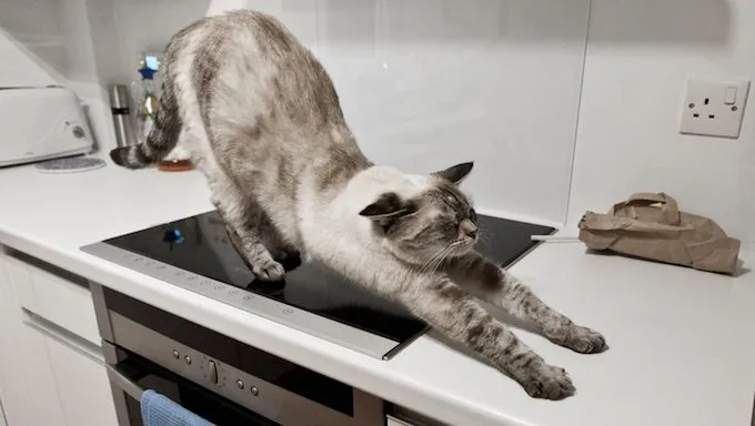 cat stretching on kitchen counter