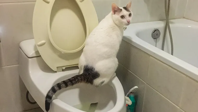 Shot in watching room of a domestic cat peeing in toilet.