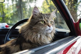 Close-Up Of Cat Sitting In Car