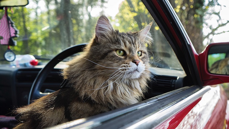 Close-Up Of Cat Sitting In Car