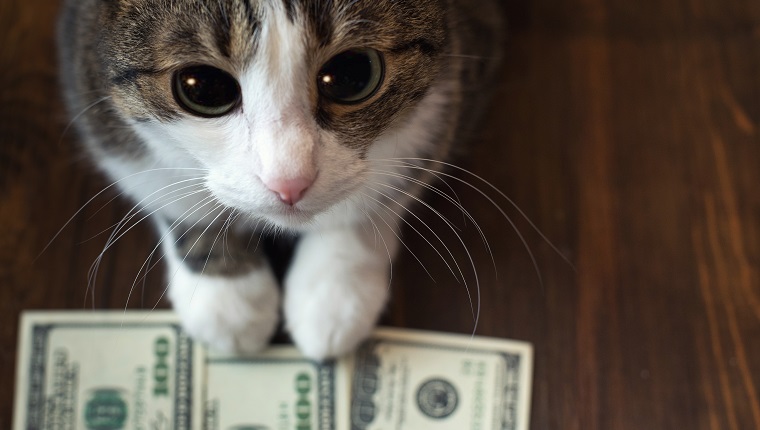 Adorable cat holds dollar banknotes with her paws and looks into the camera with her big eyes.