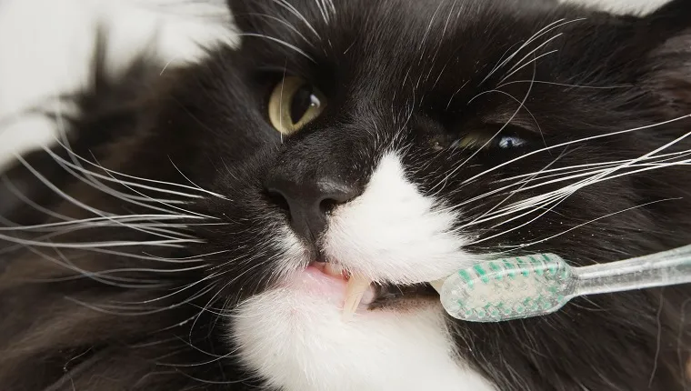 A Maine Coon cat gets his teeth brushed. Cat shows teeth and tooth brush.