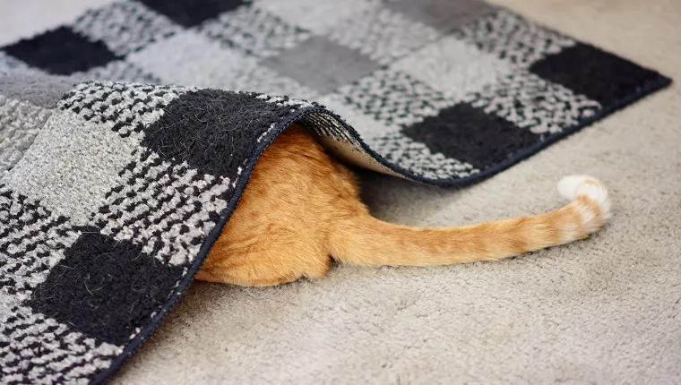 Cat hiding under a rug.
