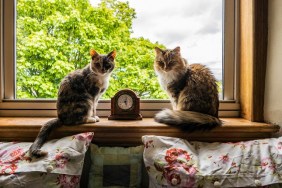 Cats On Window Sill At Home
