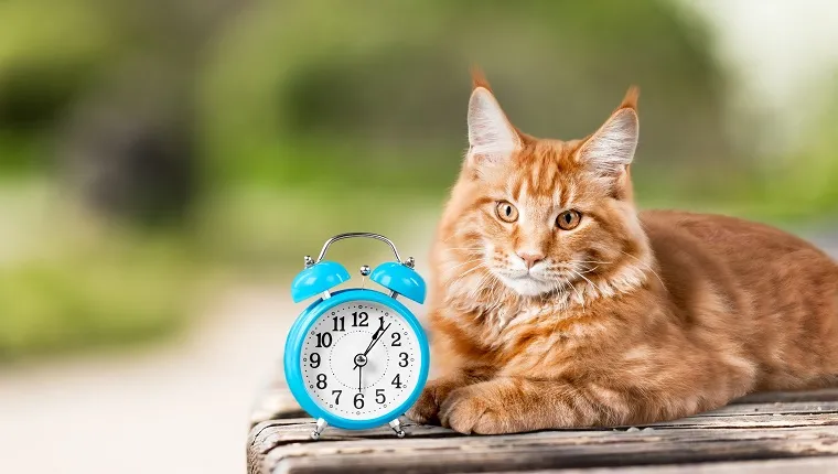 Adorable red cat with clock on table