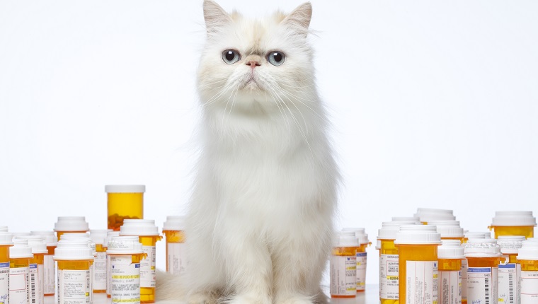 Persian Cat sitting with prescription bottles