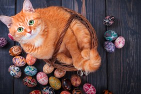 Cat sitting in a basket on a wooden background with Easter eggs around.