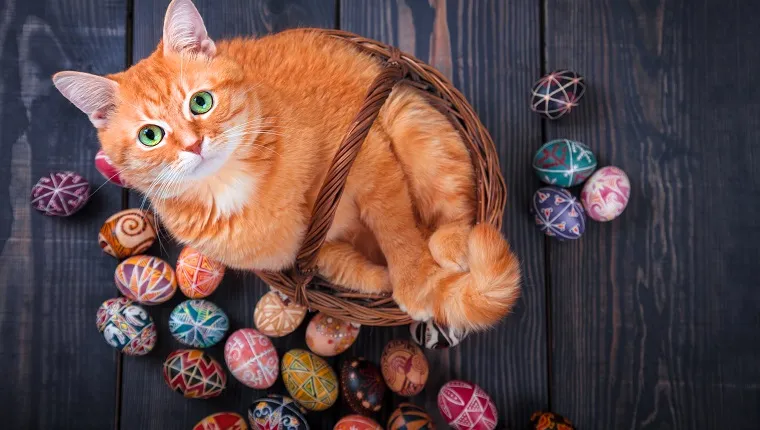 Cat sitting in a basket on a wooden background with Easter eggs around.