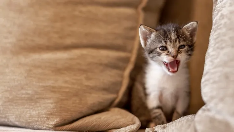 Playful kitten playing on the sofa, hiding between cushions and meowing