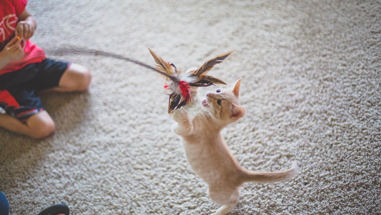 Little boy holds out a stick with feathers on it for a little kitten to play with.