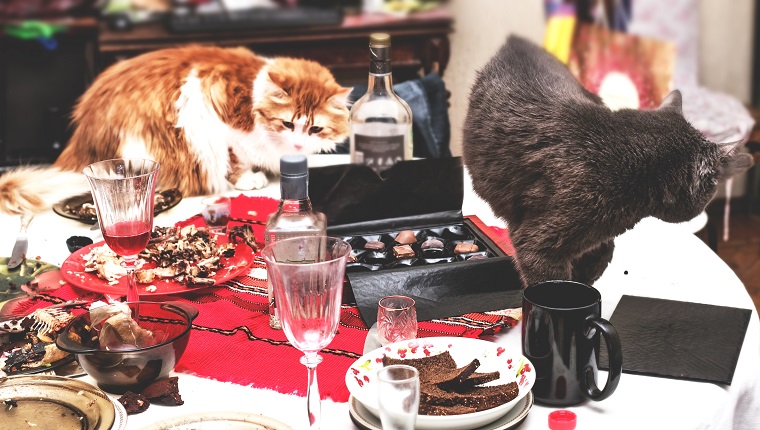 Two cats in really mess on morning table after big party