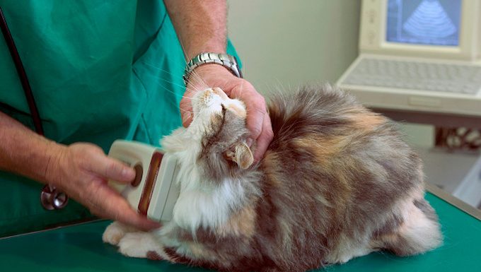 cat getting scanned