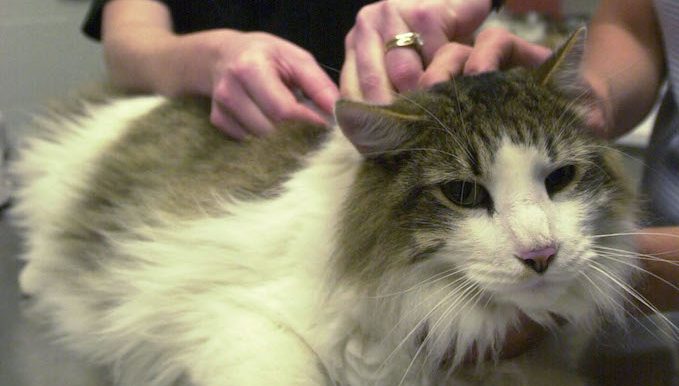 cat getting microchip