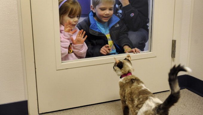 cat with collar looking at kids
