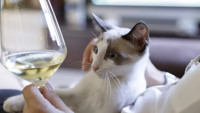 cat with wine