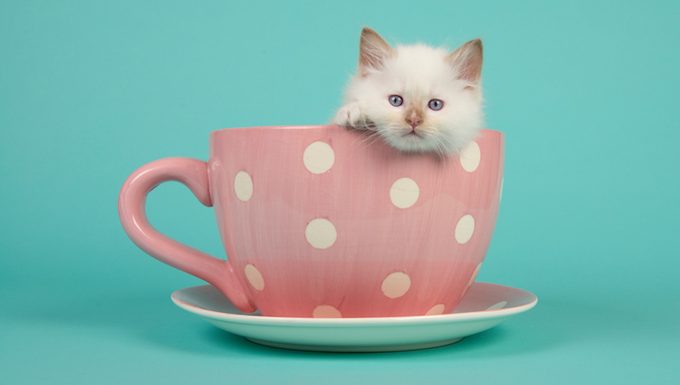 cat in a tea cup