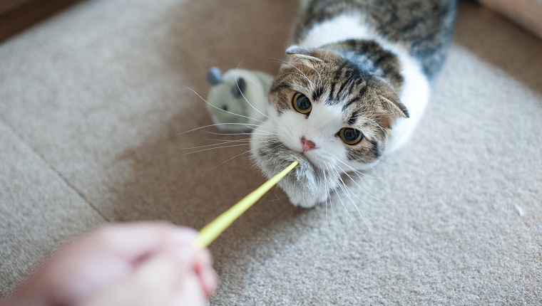 Cat biting toy. Give it to me!
