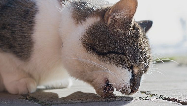 Cat vomiting hairball close up - Trichobezoar is a mass found trapped in the gastrointestinal system formed from the ingestion of hair.